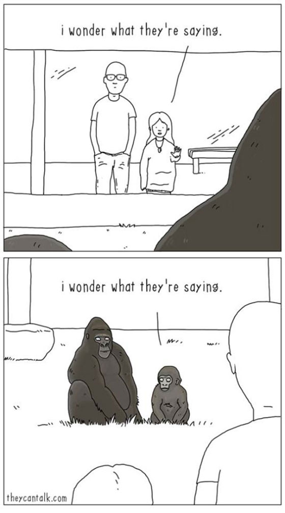 gorilla