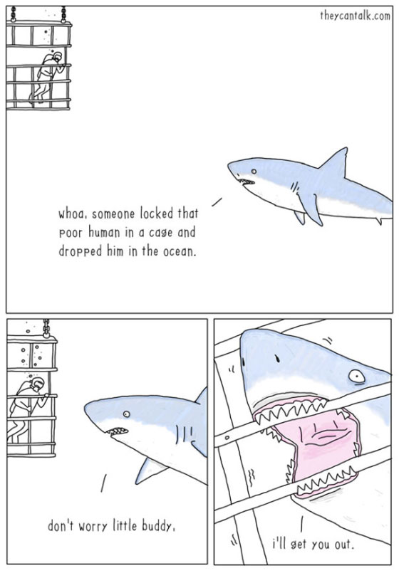 shark