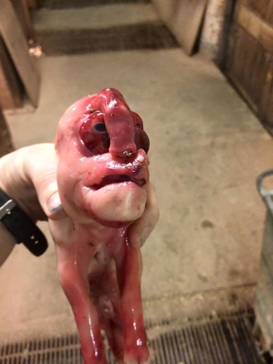 Pig-Full